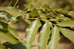 Trichilia connaroides